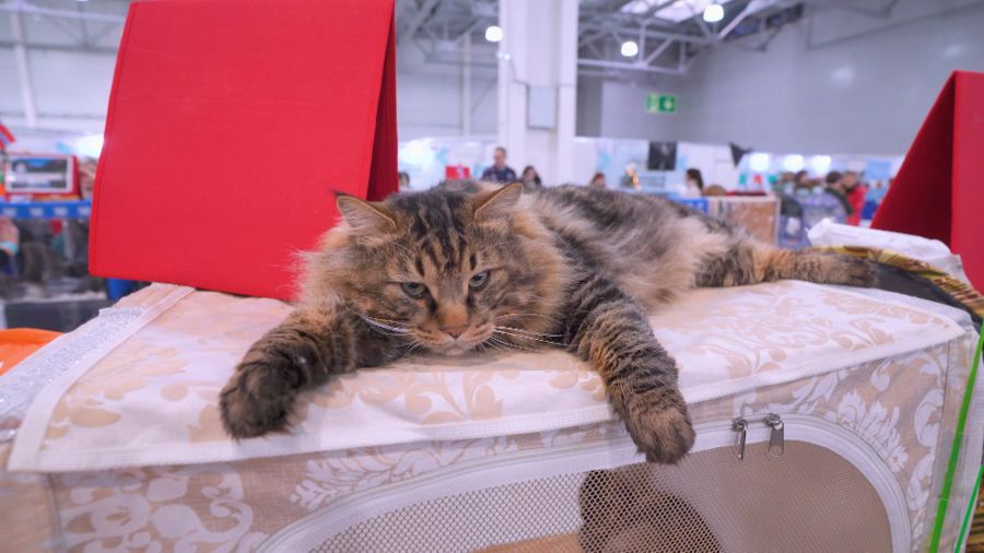 Навигатор. Новости. Выпуск 1305