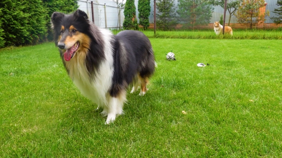 У меня лапки. Сезон 3. Выпуск 19