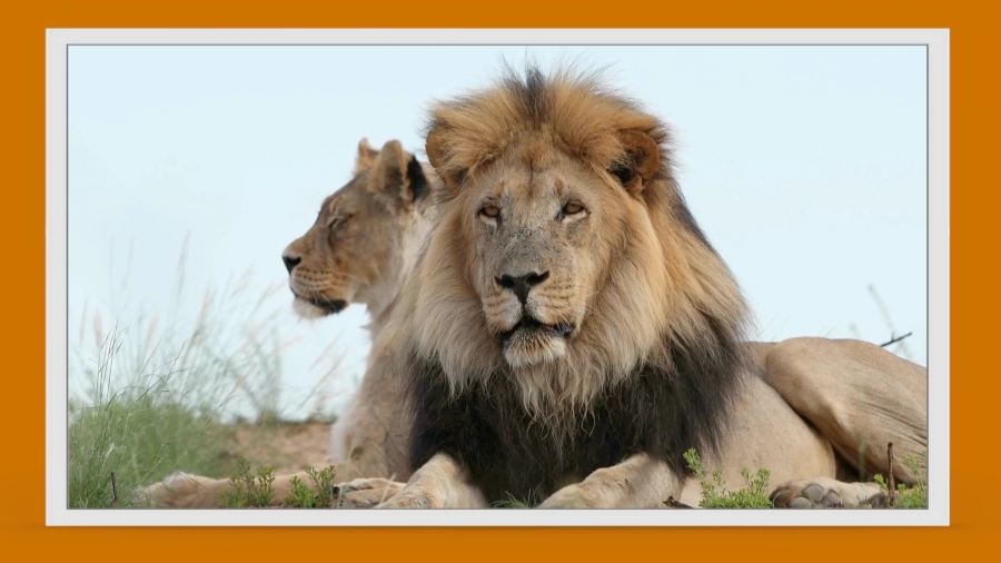 У меня лапки. Сезон 3. Выпуск 20