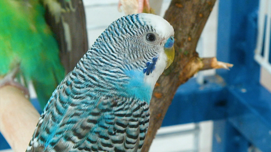 У меня лапки. Сезон 3. Выпуск 17