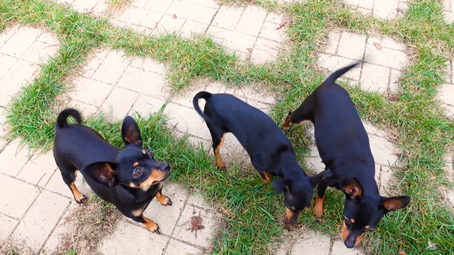 У меня лапки. Сезон 3. Выпуск 25