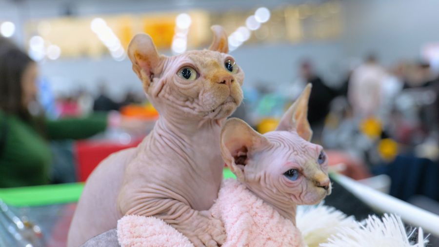 Навигатор. Новости. Выпуск 1352