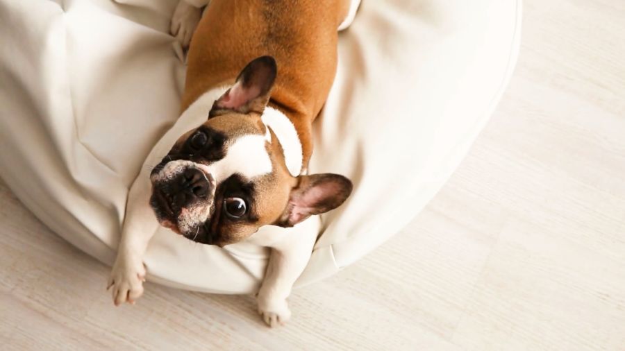 У меня лапки. Сезон 3. Выпуск 29