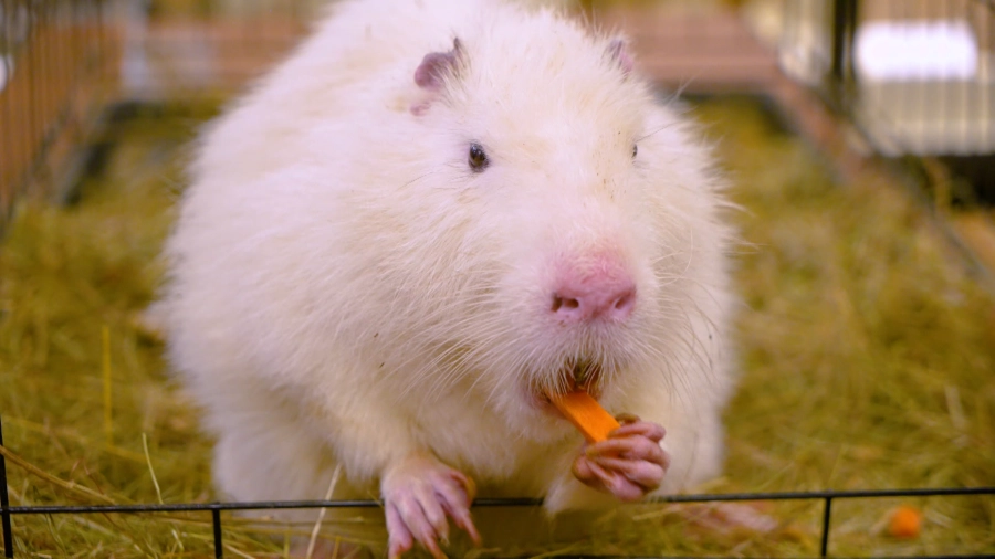 Навигатор. Новости. Выпуск 1376