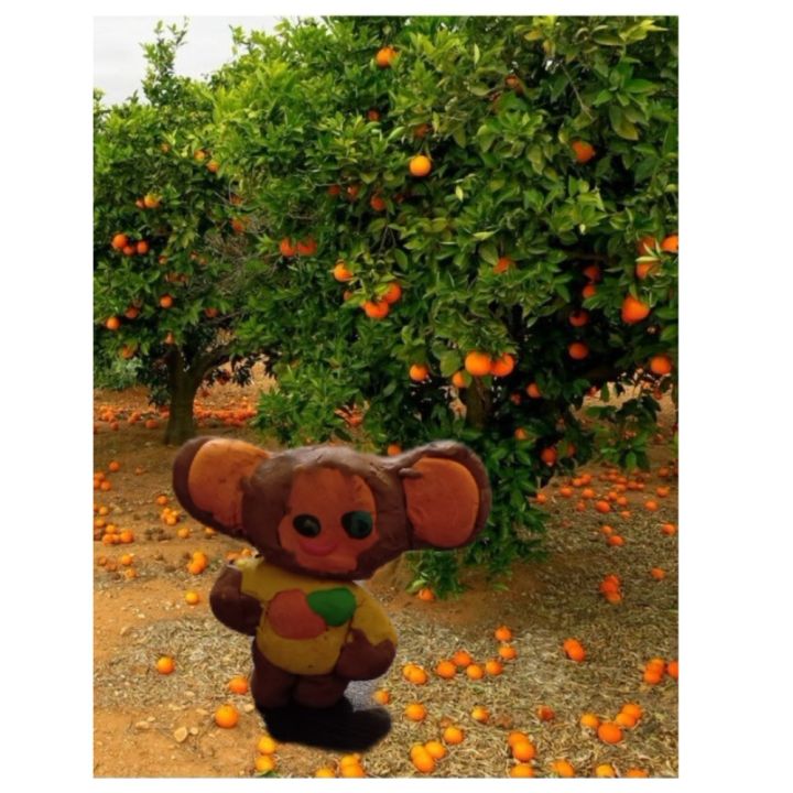 Александра Якимович