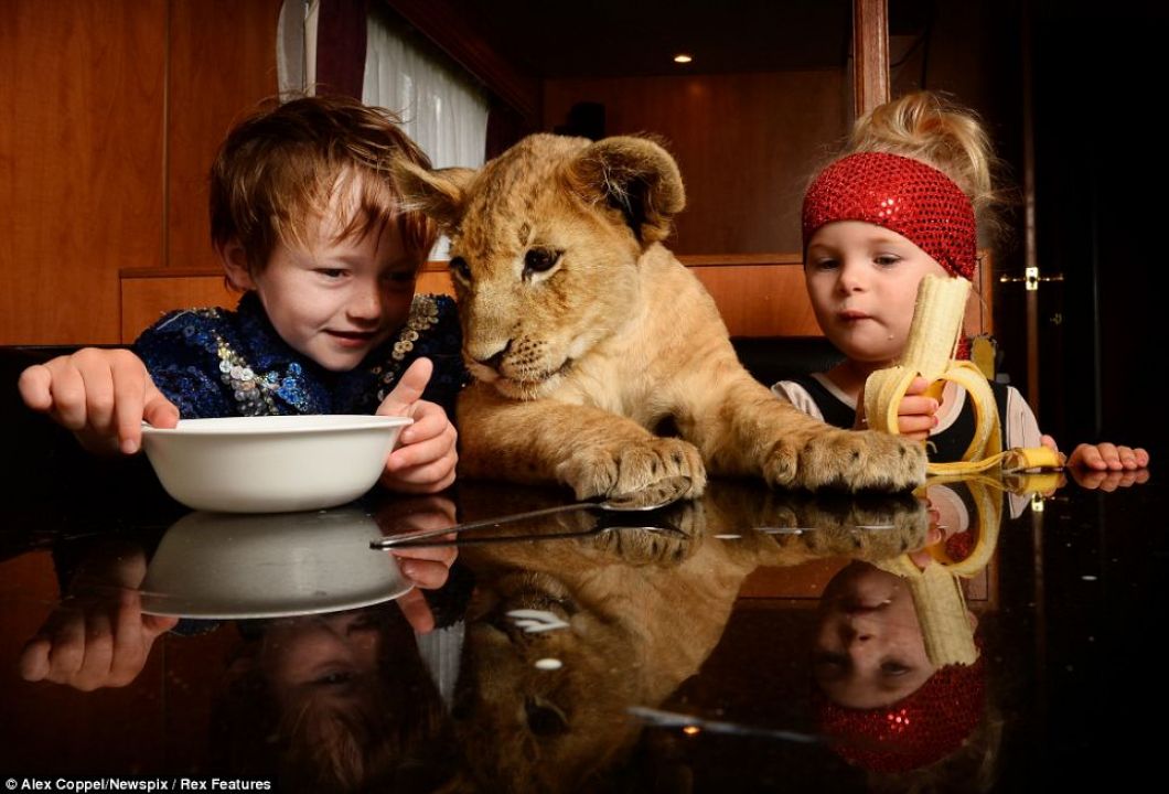 Животные дети просмотра. Для детей. Животные. Домашние животные для детей. Дети с животными. О зверях и людях.