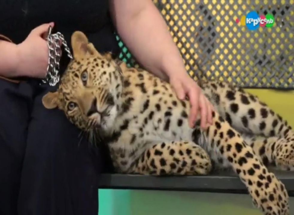 Леопард Фото Животного В Хорошем
