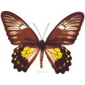 Набор для рисования по номерам Цветной "Бабочка Малайский Орнитоптера", 20 x 30 см