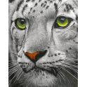 Набор для рисования по номерам Цветной "Белый тигр", 30 х 40 см
