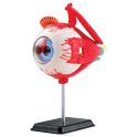 Edu-Toys Анатомический набор Глаз