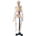 Edu-Toys Набор для 3D моделирования Модель человеческого скелета