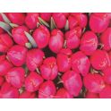 Картина по номерам Школа талантов "Тюльпаны розовые", 3462658, 30 х 40 см