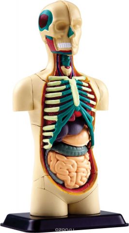 Edu-Toys Анатомический набор Тело